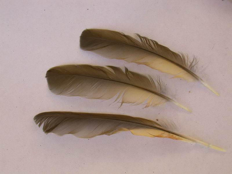 Penne di Tordo bottaccio